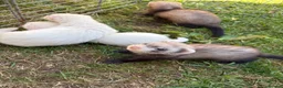 Ferret rodents for sale: 3 male ferret kits  in Rotherham - Advert 3