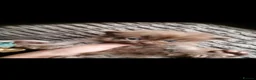 British Shorthair cats for sale: Beautiful kitten's  - Advert 6