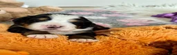 Bernese Mountain Dog dogs for sale: KC Registered Bernese Mountain Dog Puppies - Advert 23
