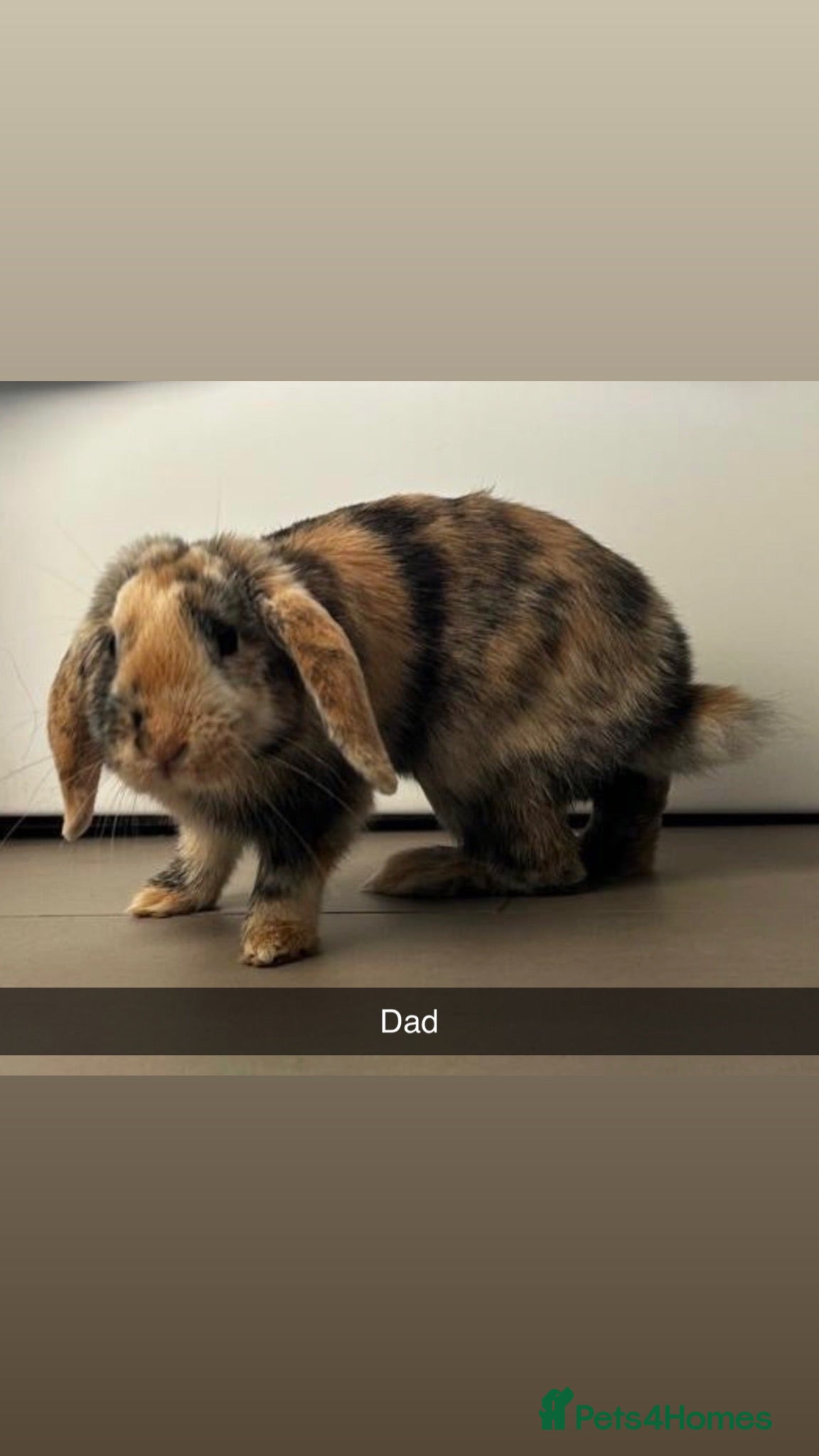 Mini Lop rabbits 🐰 Mini Lop Rabbit Babies – Due Soon 🐰 - Advert 3