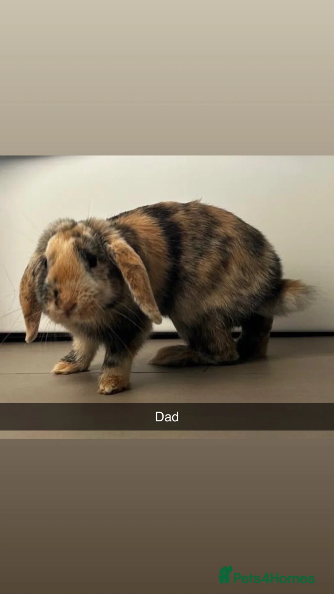 Mini Lop rabbits for sale: 🐰 Mini Lop Rabbit Babies – Due Soon 🐰 - Advert 1