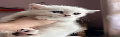 British Shorthair Kitten 6