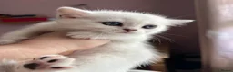 British Shorthair cats for sale: GCCF Reg Beautiful Silver Tipped Kittens  - Advert 4