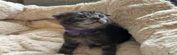 Scottish Fold cats for sale: Ragdoll x Scottish Fold - litter of 4!  - Advert 4