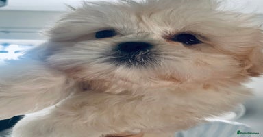 Shih Tzu dogs READY NOW GENUINE CHAMPAGNE IMPERIAL🐾🐾 💥 - Advert 13