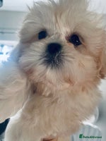 Shih Tzu dogs READY NOW GENUINE CHAMPAGNE IMPERIAL🐾🐾 💥 - Advert 1