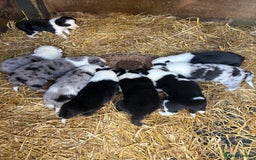 Border Collie dogs for sale: Blue Merle/ black and white border collie puppies - Image 5