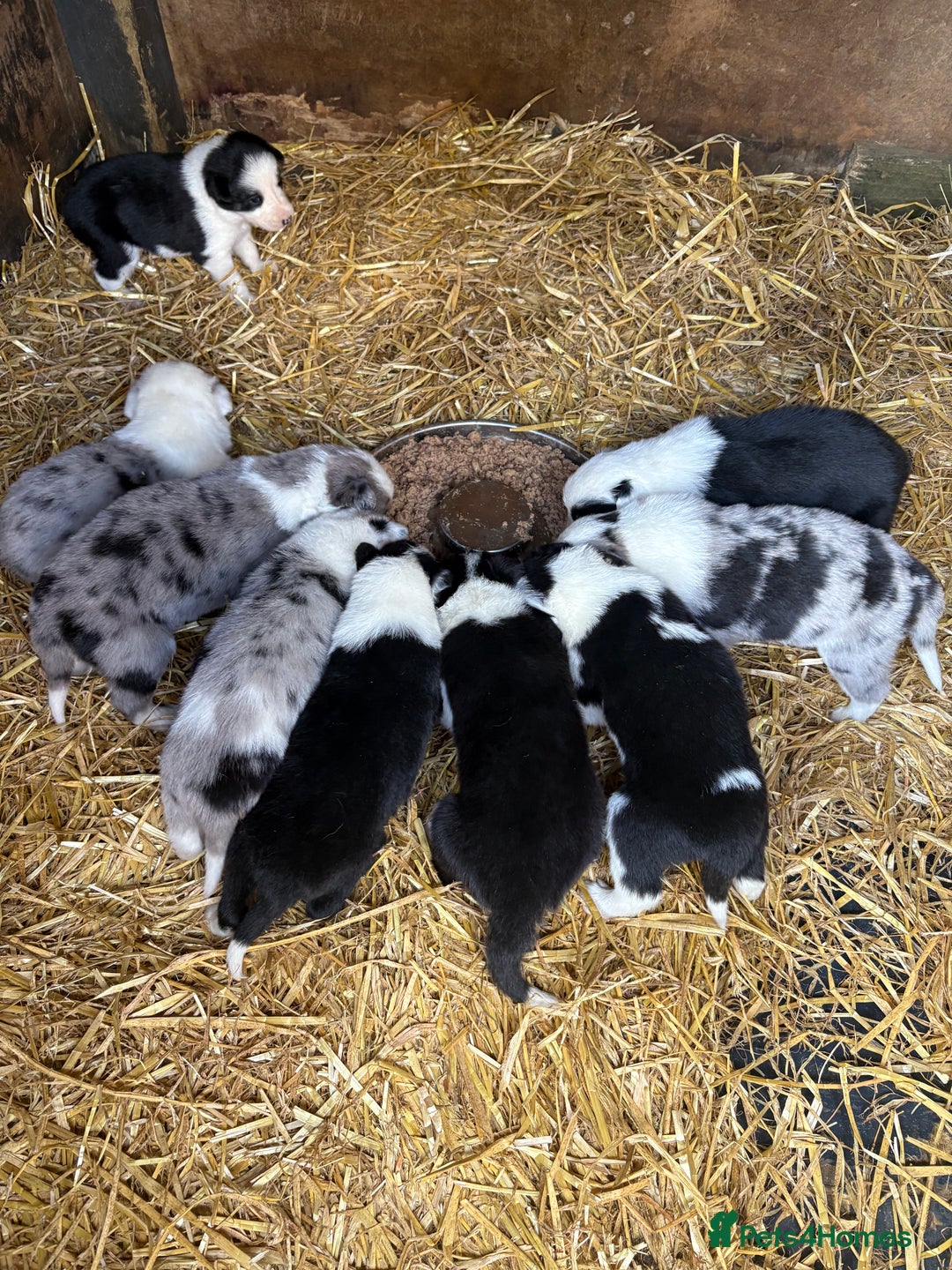 Border Collie dogs for sale: Blue Merle/ black and white border collie puppies - Image 5