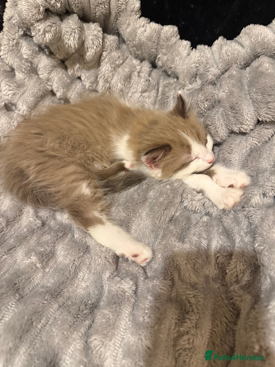 Ragdoll cats for sale: Stunning Ragdolls kittens available  - Advert 10