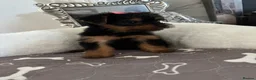 Yorkshire Terrier dogs for sale: Adorable Yorkshire Terrier Puppies 8 girls&1 boy.  - Advert 18
