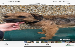 Border Terrier dogs for sale: Outstanding Quality KC Border Terriers  - Image 8