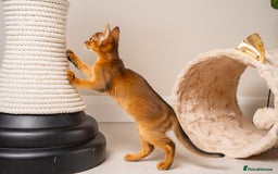 Abyssinian cats for sale: Premium Abyssinian kittens-TICA- Champion Pedigree - Image 29