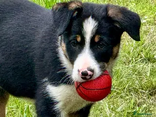 Border Collie dogs 3 x Gorgeous Collie Pups- Mum ISDS Registered! - Advert 1