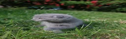 British Shorthair cats for sale: BEAUTIFUL Scottish Fold British Shorthair kitten in Leeds - Advert 15
