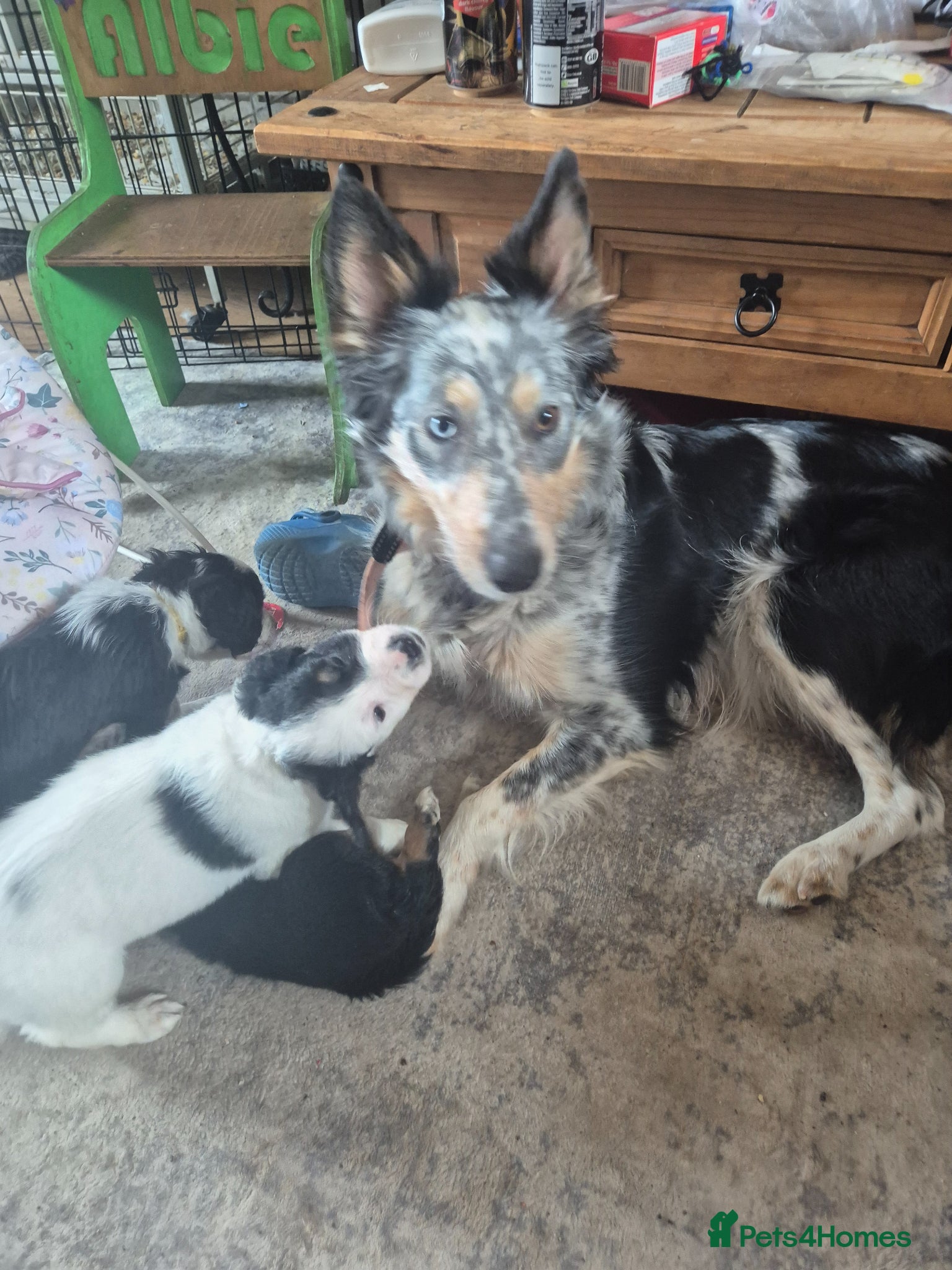 Mixed Breed dogs for sale: Borderpoo puppies - Advert 1