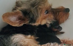 Yorkshire Terrier dogs for sale: Pedigree Yorkshire terrier puppy's  - Advert 12
