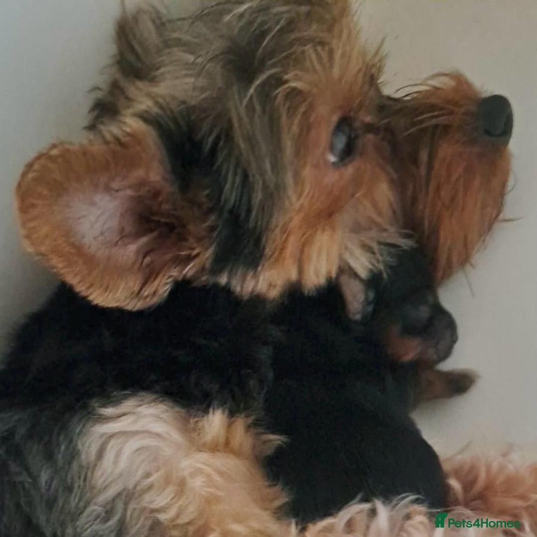 Yorkshire Terrier dogs for sale: Pedigree Yorkshire terrier puppy's  - Advert 12