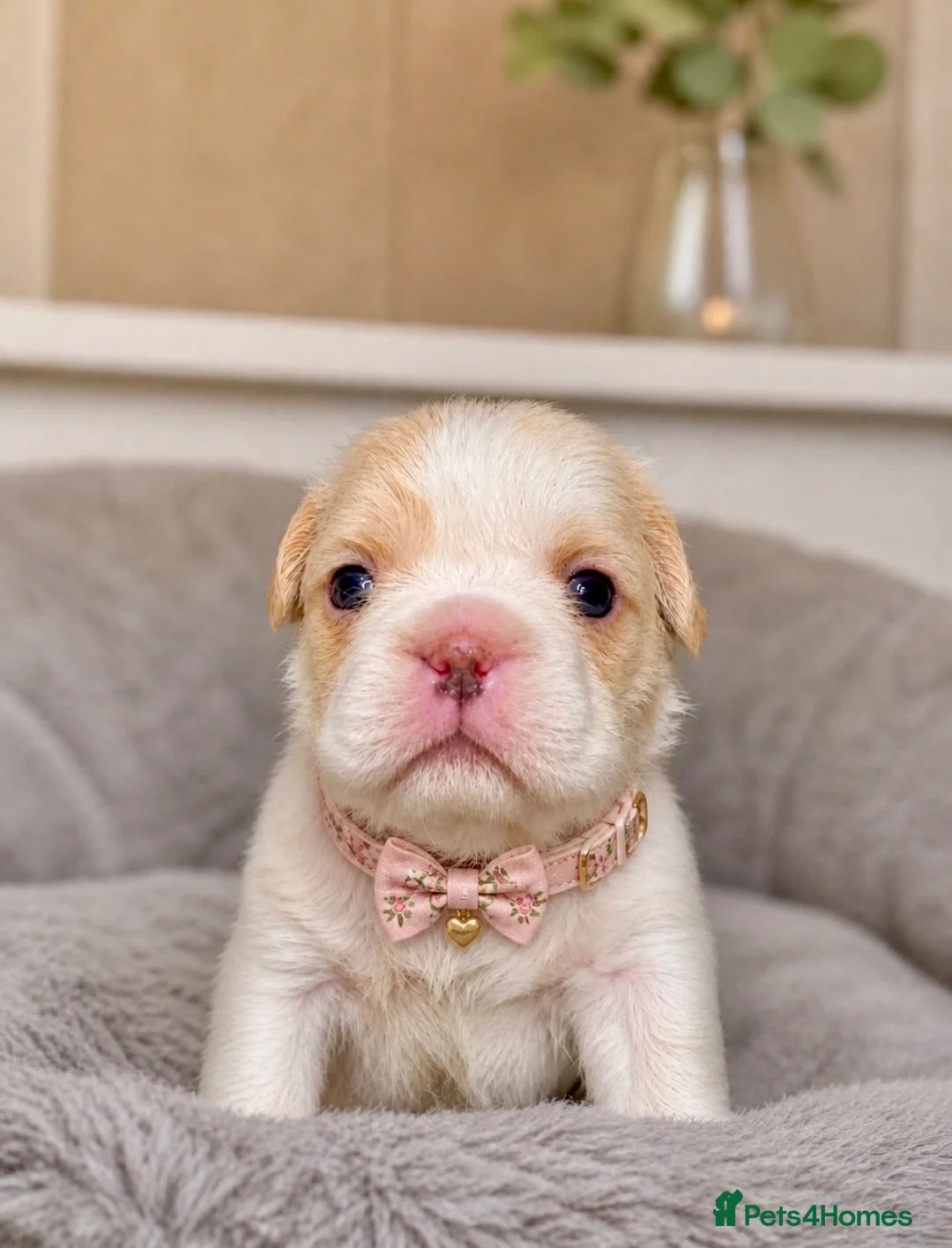 French Bulldog dogs for sale: ✨ Stunning French Bulldog Puppies Available ✨ in Bromsgrove - Advert 2