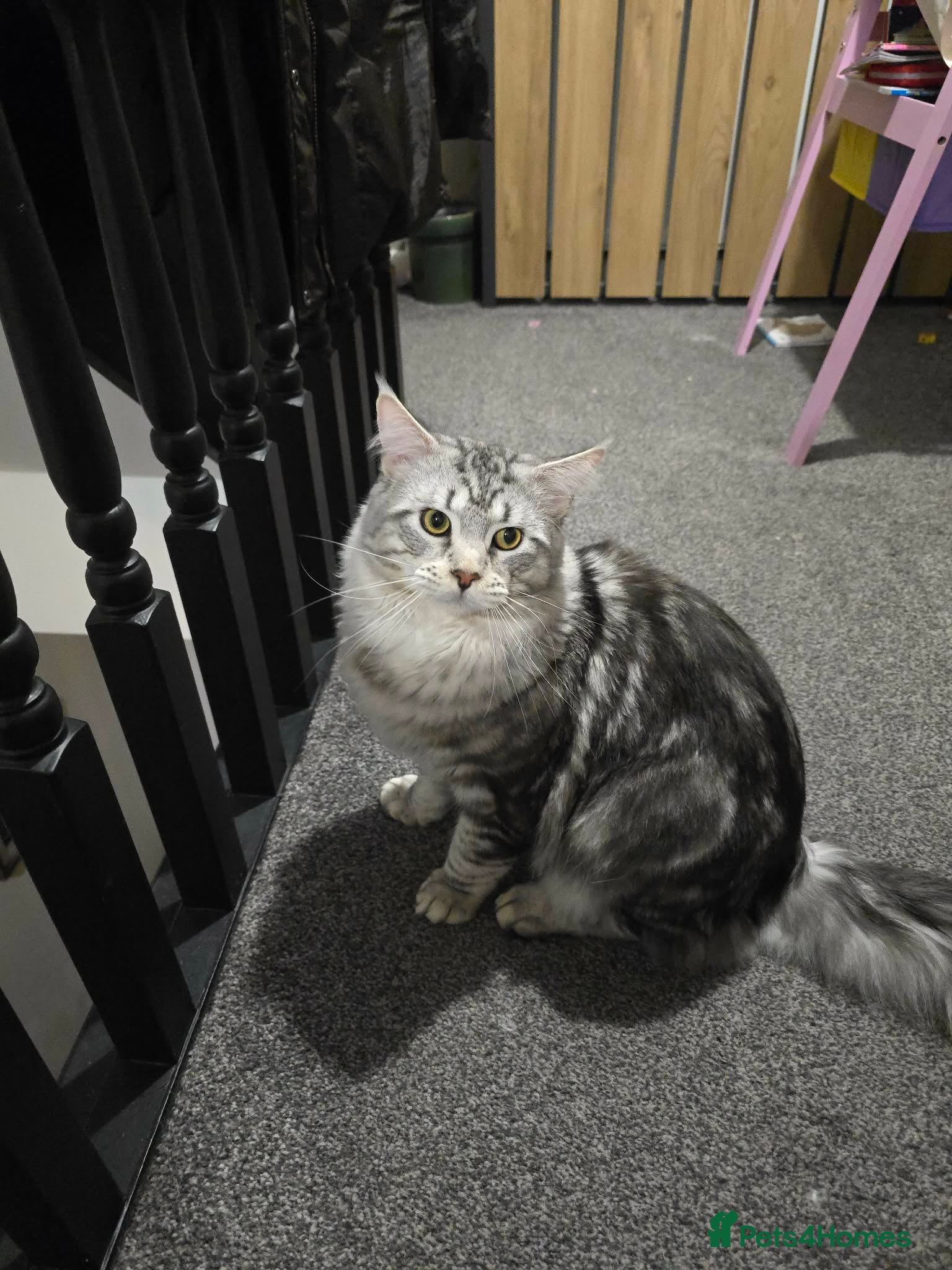 Maine Coon cats Maine coon in Castleford - Advert 1