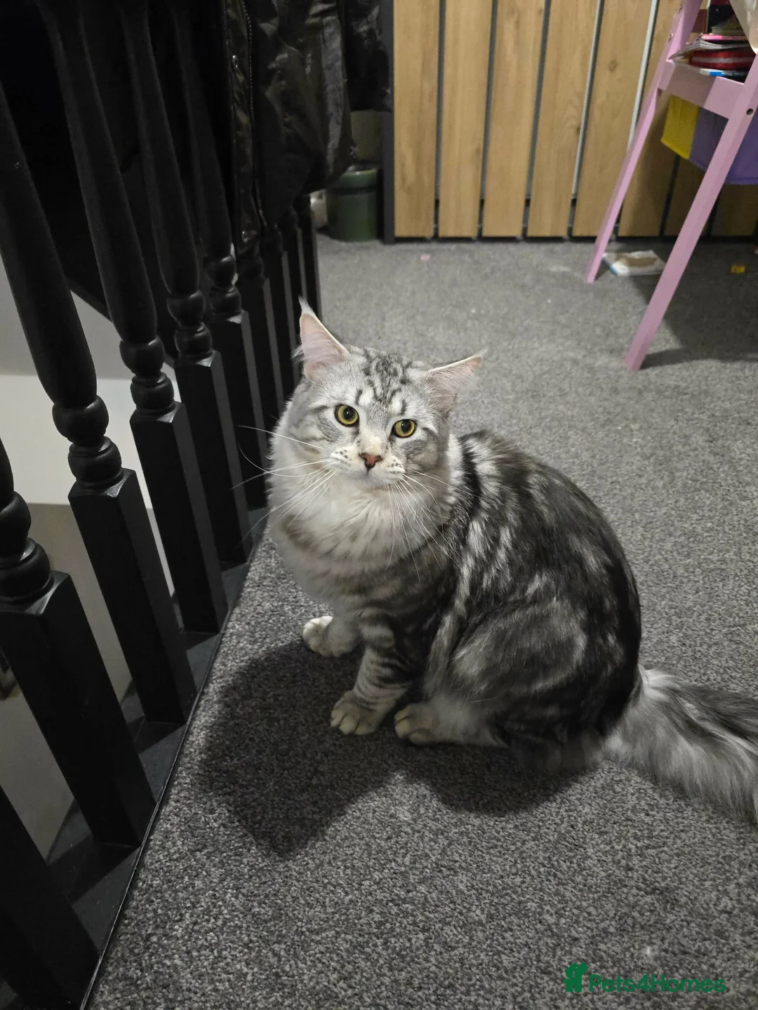 Maine Coon cats for sale: Maine coon - Advert 1