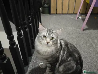 Maine Coon cats Maine coon in Castleford - Advert 1