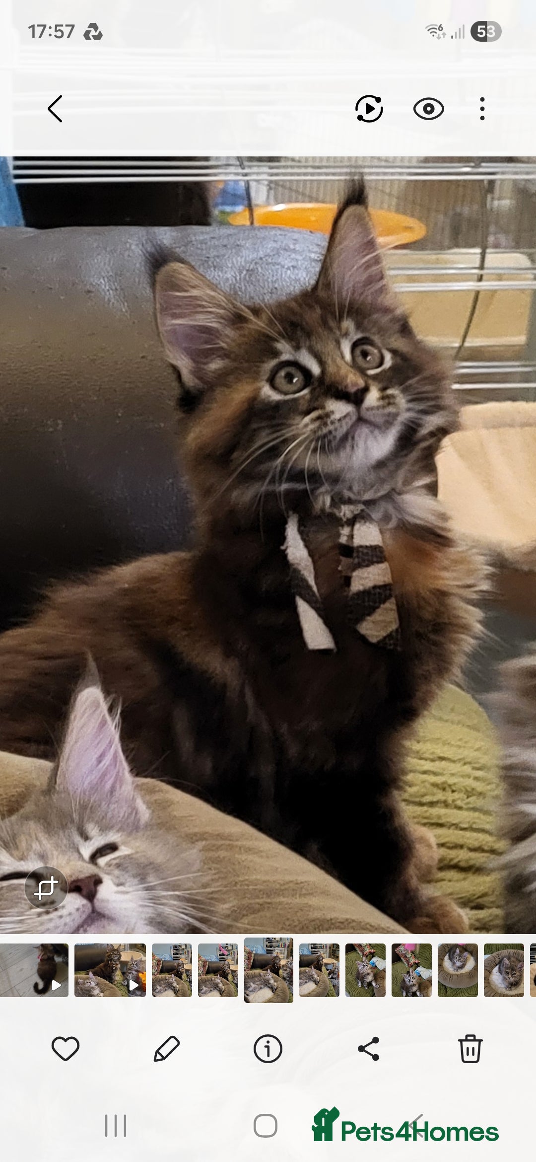 Maine Coon cats Pedigree Maine Coon kittens ready now - Advert 2