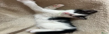 Mixed Breed Kitten 3