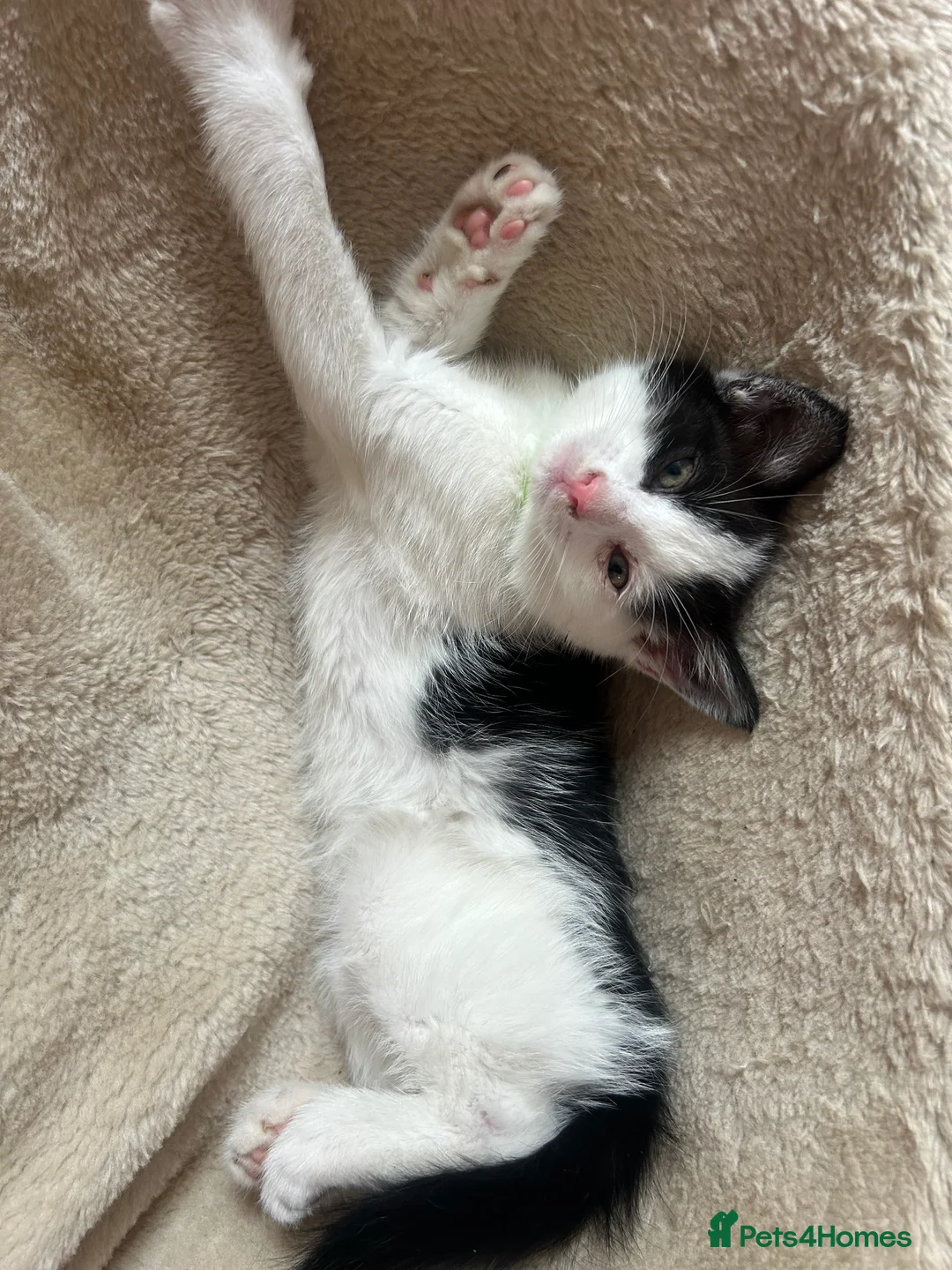Mixed Breed cats for sale: Friendly playful kittens - Advert 2