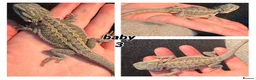 Bearded Dragon reptiles for sale: bearded dragons  - Advert 4