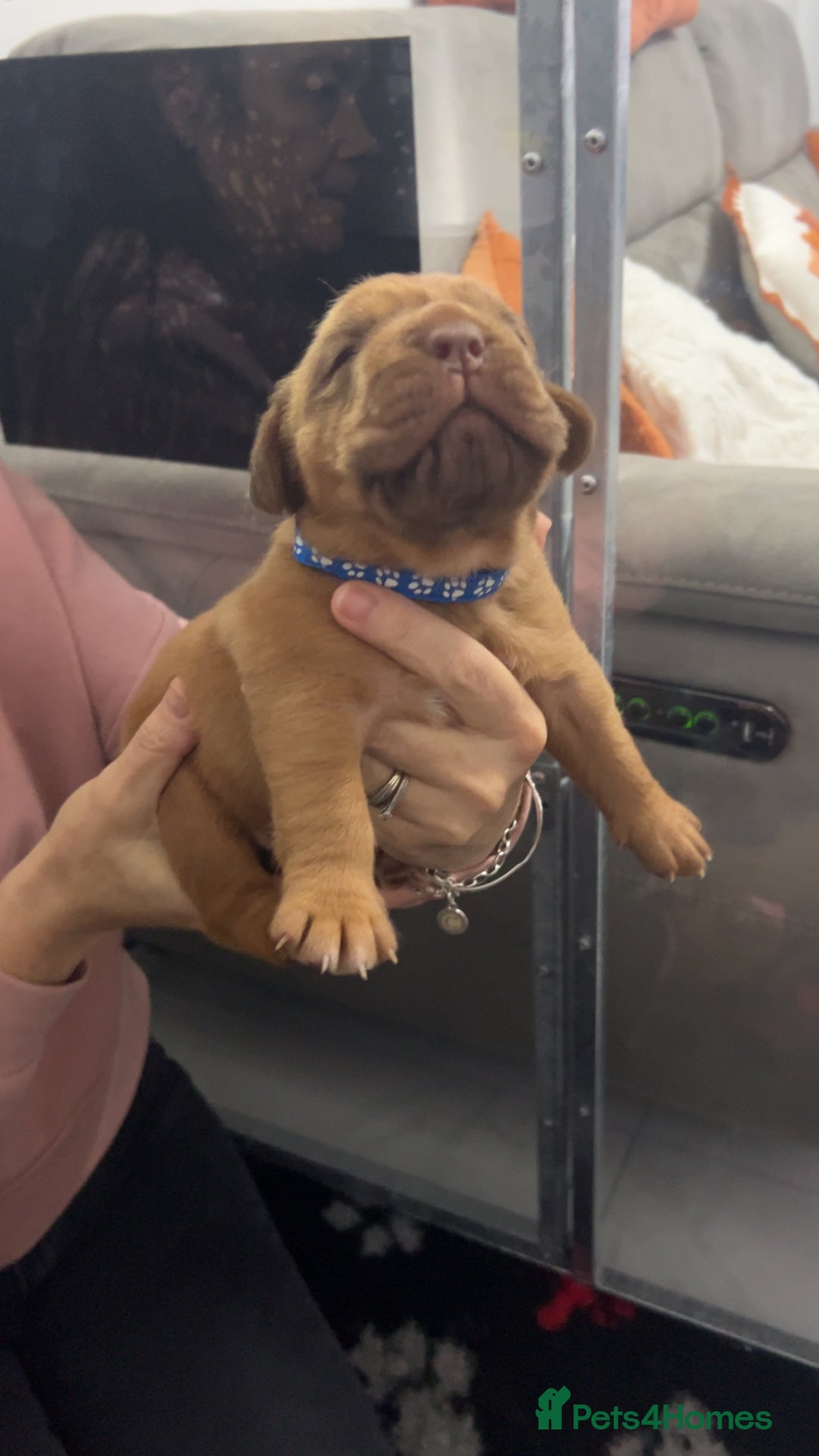 Dogue De Bordeaux dogs for sale: Chunky kc registered dogue de Bordeaux puppies - Advert 20