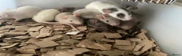 Rat rodents for sale: Rats for sale  in Hull - Advert 2