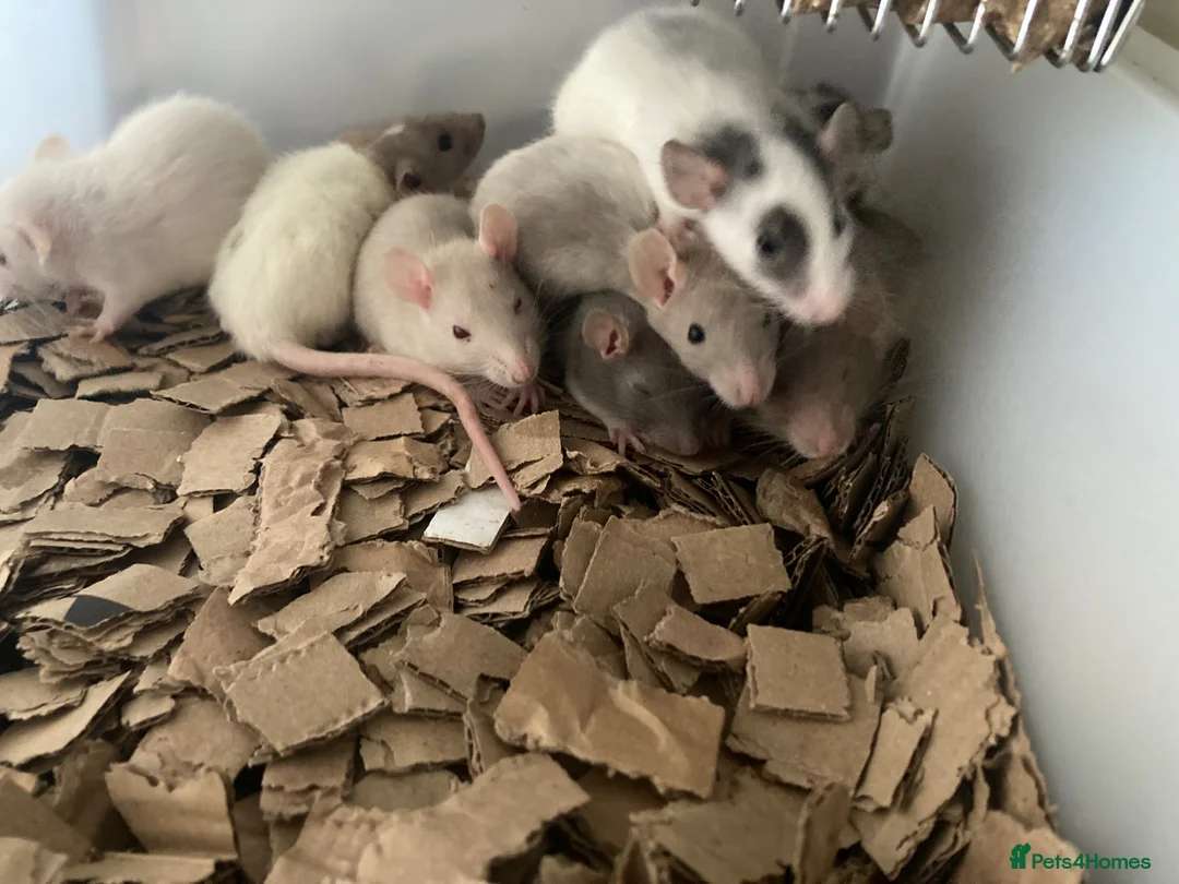 Rat rodents for sale: Rats for sale  in Hull - Advert 2