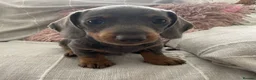 Dachshund dogs for sale: Miniature Dachshund Puppies - Stunning Litter - Advert 17