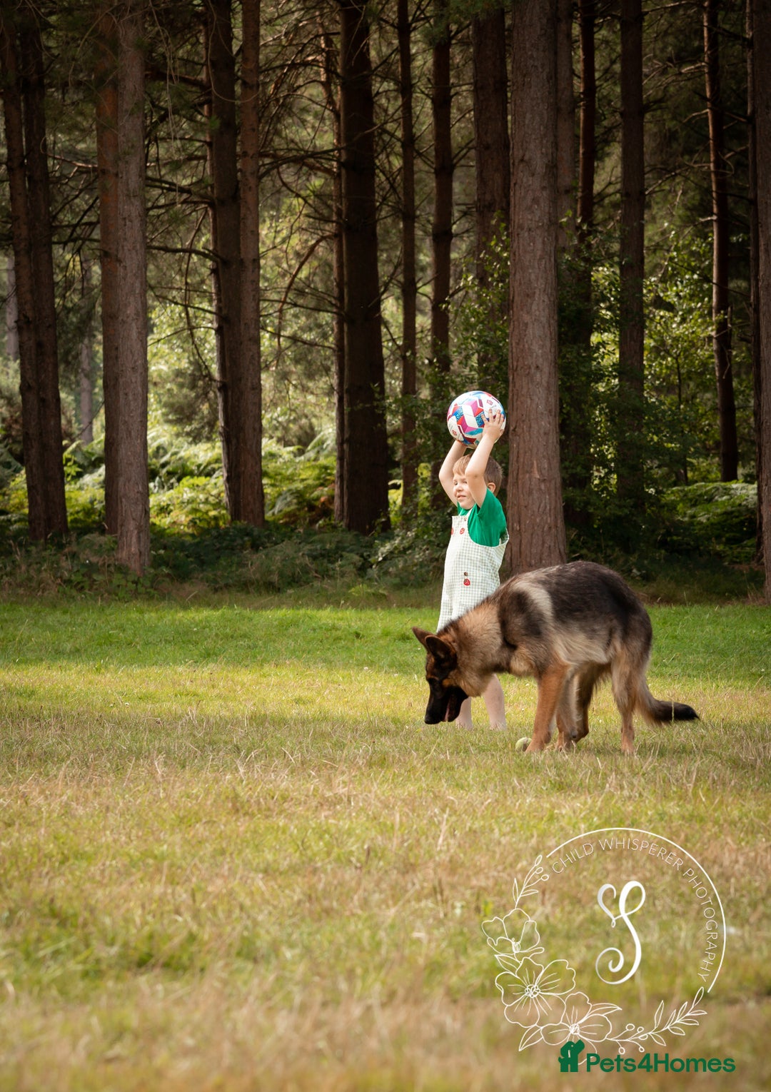 German Shepherd dogs for sale: Bella is looking for forever home - Image 12