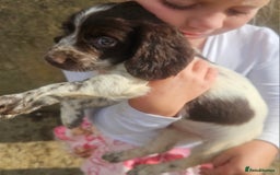Cocker Spaniel dogs for sale: Cocker pups  - Image 1