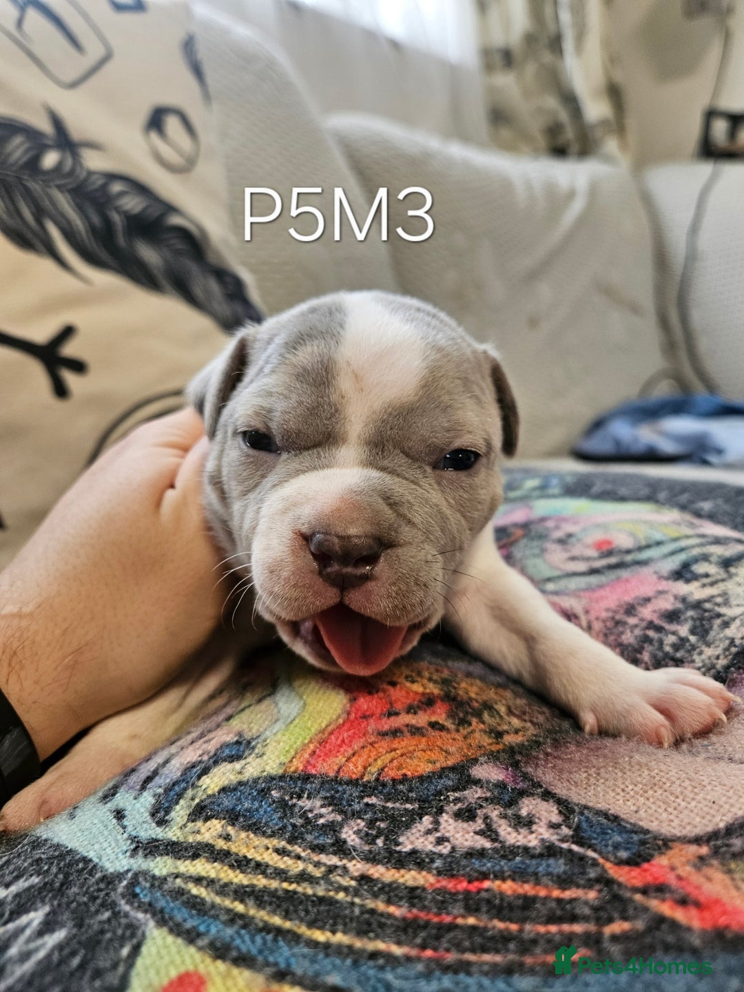 American Bully dogs for sale:  litter of AmericanBully(ABKC)  Standart/Pocket - Advert 22