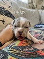 American Bully Puppy 5