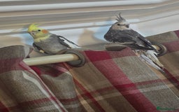 Cockatiels birds for sale: 8 month old cockatiels male and female  - Image 3