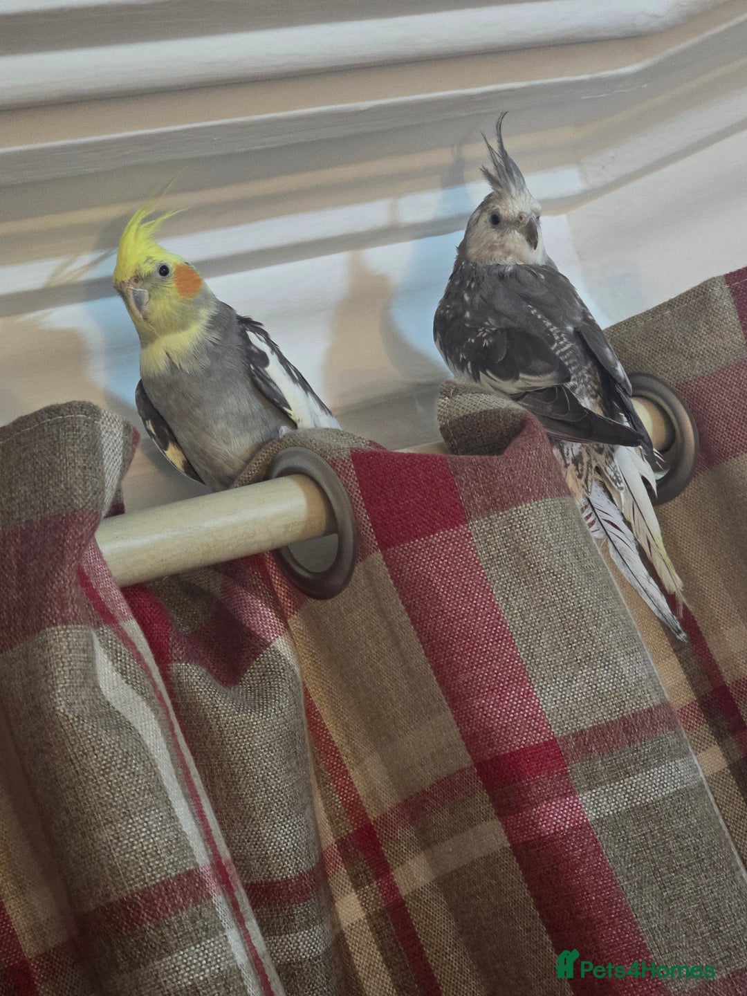 Cockatiels birds for sale: 8 month old cockatiels male and female  - Image 3