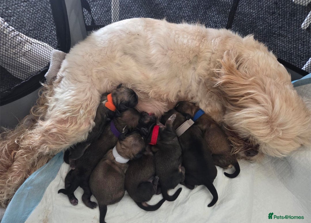 Shih Tzu dogs for sale: Shih tzus  - Image 1