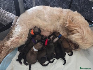 Shih Tzu dogs - Advert 8