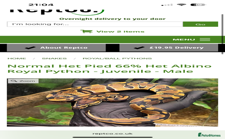 Python Snake reptiles - Advert 6