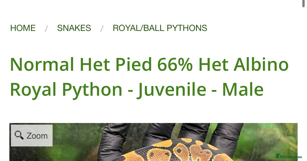 Pide Royal Python Normal het pied royal python for sale in Hull | Pets4Homes