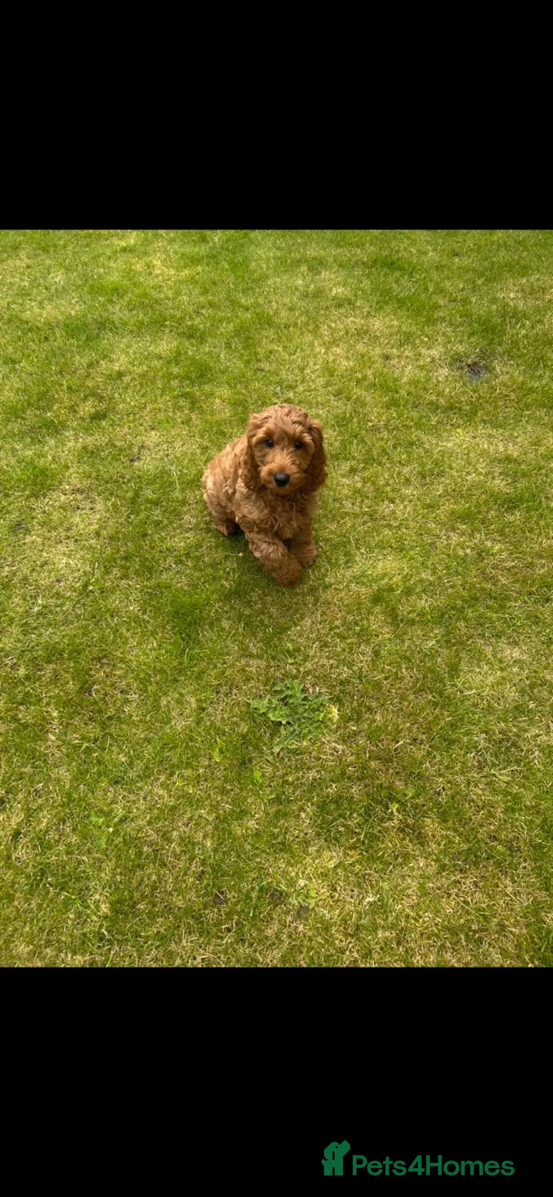 Cockapoo dogs for sale: Teddy – Gorgeous Cockapoo, Brilliant With Kids in Burnley - Advert 2
