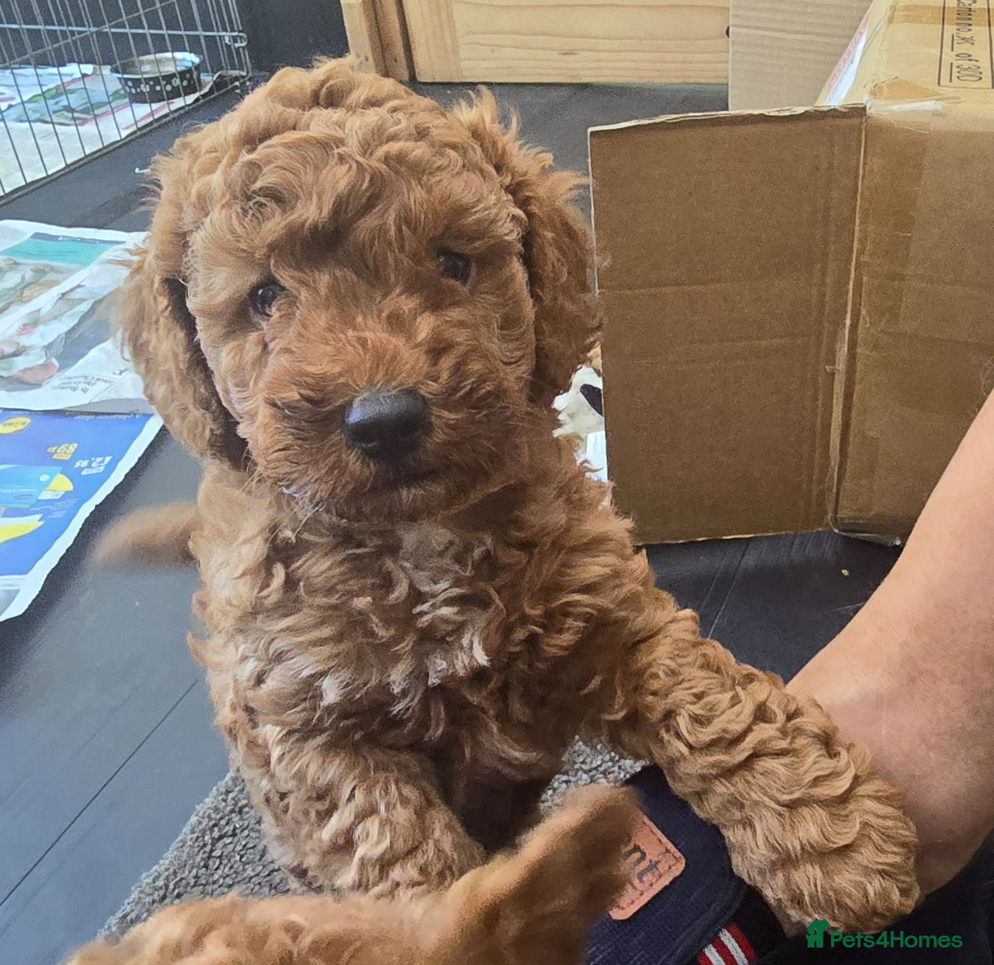 Toy Poodle dogs 4 Beautiful toy poddles - Advert 18