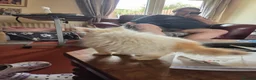 Mixed Breed cats for sale: Ron little ginger white male  in Telford - Advert 7