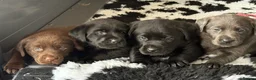 Labrador Retriever dogs for sale: Gorgeous, Chunky KC Labs - Advert 13