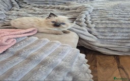 Ragdoll cats for sale: Active playful blue eyes Rag dolls - Image 4