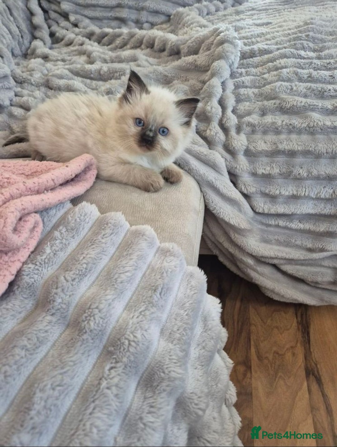 Ragdoll cats for sale: Active playful blue eyes Rag dolls - Image 4