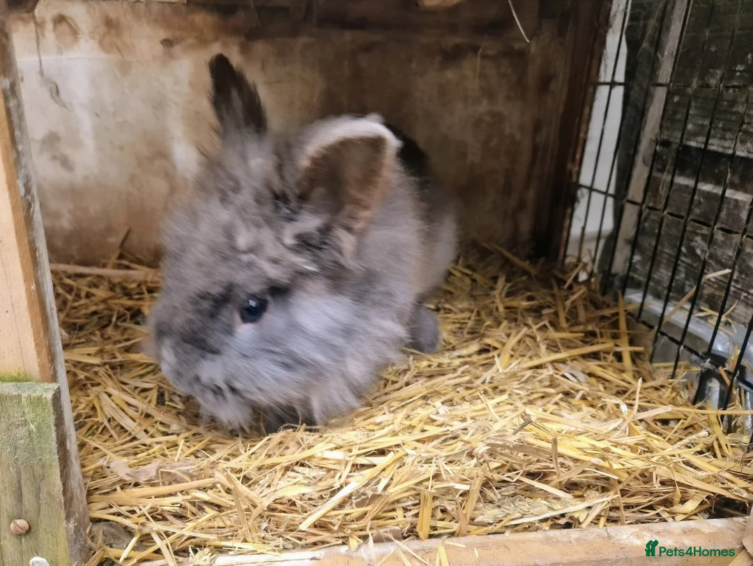 Mixed Breed rabbits for sale: Adorable, friendly dwarf lionhead boy  - Advert 7